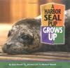 A_harbor_seal_pup_grows_up