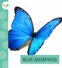 Blue_morphos