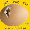 Tap__tap__tap--what_s_hatching_